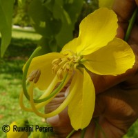 Cassia fistula L.